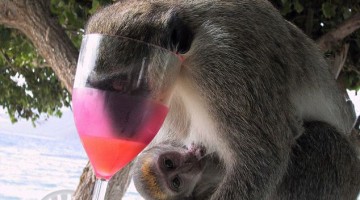 Pissy Drunk Monkey