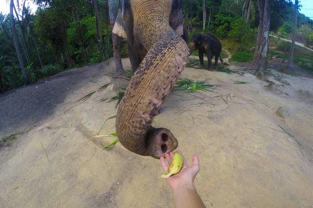 PAY-Elephant-Selfie (2)