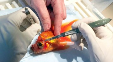 The Vet Removes This Huge Tumor From A Goldfish And Wait Until You See The Results