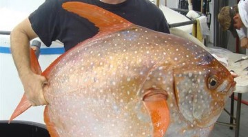 Scientists Just Found This Amazing Warm Blooded Fish