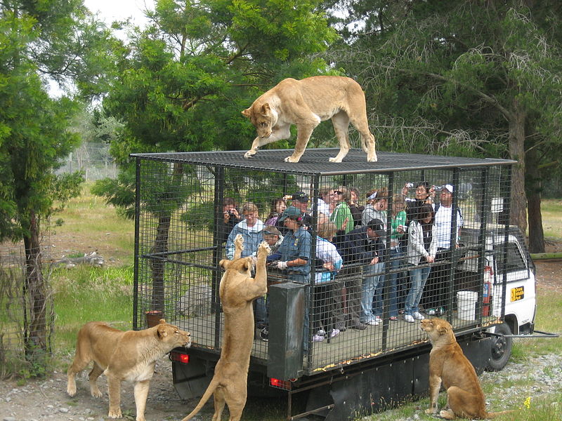 lion park