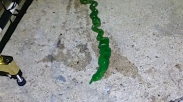 This Weird Green Ribbon Worm Looks Likes Something From Another Planet